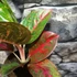 Kép 3/8 - Aglaonema 'Red Sprinkles'
