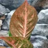 Kép 5/8 - Aglaonema 'Red Sprinkles'
