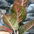 Kép 6/8 - Aglaonema 'Red Sprinkles'