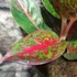 Kép 7/8 - Aglaonema 'Red Sprinkles'