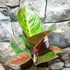 Kép 2/8 - Aglaonema 'Red Sprinkles'