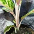 Kép 4/5 - Aglaonema 'Twiggy Red'