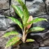 Kép 3/5 - Aglaonema 'Twiggy Red'