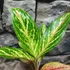 Kép 2/5 - Aglaonema 'Twiggy Red'
