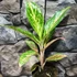 Aglaonema 'Twiggy Red'