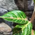 Kép 3/6 - Aglaonema 'Coco Green'