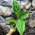 Kép 1/6 - Aglaonema 'Coco Green'