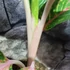 Kép 4/6 - Aglaonema 'Coco Green'