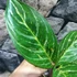 Kép 5/6 - Aglaonema 'Coco Green'