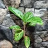 Kép 2/6 - Aglaonema 'Coco Green'
