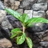 Kép 6/6 - Aglaonema 'Coco Green'
