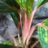 Kép 4/8 - Aglaonema 'Pepper Bells'