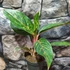 Kép 3/8 - Aglaonema 'Pepper Bells'