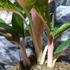 Kép 5/8 - Aglaonema 'Pepper Bells'