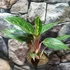 Kép 7/8 - Aglaonema 'Pepper Bells'