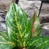 Kép 2/8 - Aglaonema 'Pepper Bells'