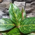 Kép 8/8 - Aglaonema 'Pepper Bells'