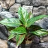Kép 1/8 - Aglaonema 'Pepper Bells'