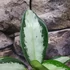 Kép 3/6 - Aglaonema 'Silver Blue'