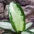 Kép 4/6 - Aglaonema 'Silver Blue'