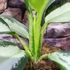 Kép 5/6 - Aglaonema 'Silver Blue'