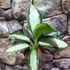 Kép 2/6 - Aglaonema 'Silver Blue'