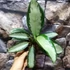 Kép 6/6 - Aglaonema 'Silver Blue'