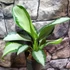 Kép 1/6 - Aglaonema 'Silver Blue'