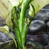 Kép 4/7 - Aglaonema 'White Joy'