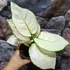 Kép 5/7 - Aglaonema 'White Joy'