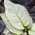 Kép 3/7 - Aglaonema 'White Joy'