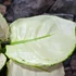 Kép 6/7 - Aglaonema 'White Joy'