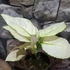 Kép 2/7 - Aglaonema 'White Joy'