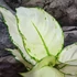 Kép 7/7 - Aglaonema 'White Joy'