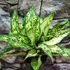 Kép 4/7 - Aglaonema 'White Kiwi'