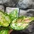 Kép 2/4 - Aglaonema Red Zirkon