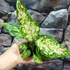 Kép 3/4 - Aglaonema Red Zirkon