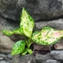 Kép 1/4 - Aglaonema Red Zirkon