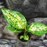Kép 4/4 - Aglaonema Red Zirkon