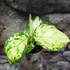 Kép 3/4 - Aglaonema Snowflake