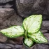 Kép 1/4 - Aglaonema Snowflake