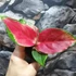 Kép 2/10 - Aglaonema Red Dragon