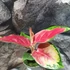 Kép 4/10 - Aglaonema Red Dragon