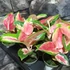 Kép 3/10 - Aglaonema Red Dragon