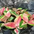 Kép 5/10 - Aglaonema Red Dragon