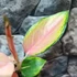 Kép 7/10 - Aglaonema Red Dragon