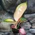 Kép 8/10 - Aglaonema Red Dragon