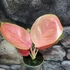 Kép 1/10 - Aglaonema Red Dragon