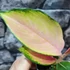 Kép 9/10 - Aglaonema Red Dragon