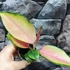 Kép 10/10 - Aglaonema Red Dragon